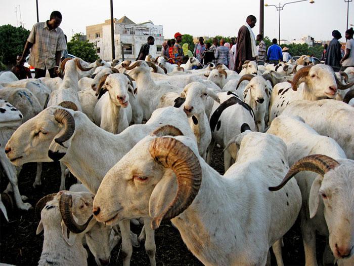 Moutons de tabaski : Une forte délégation sénégalaise au Mali