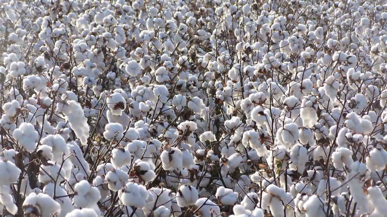 Journée Mondiale du Coton:Le coton, la fibre de nos vies