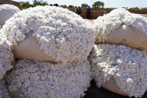 Agriculture : Le Mali récupère sa place de premier producteur de coton en Afrique