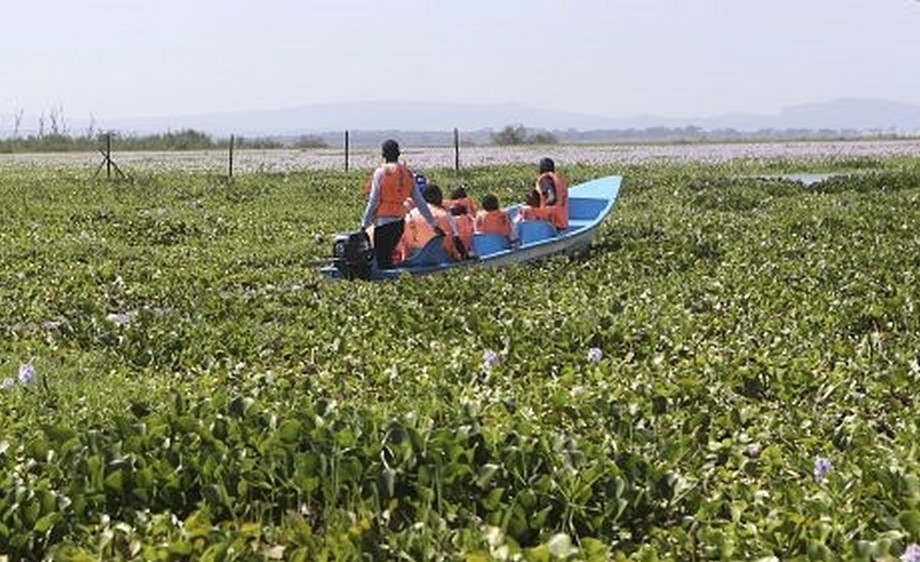 Kenya : la jacinthe d’eau transformée en emballage écologique