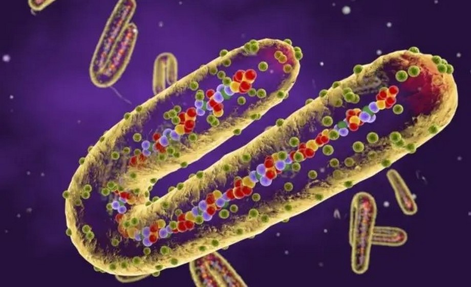 OMS : la Tanzanie dément tout cas de virus de Marburg