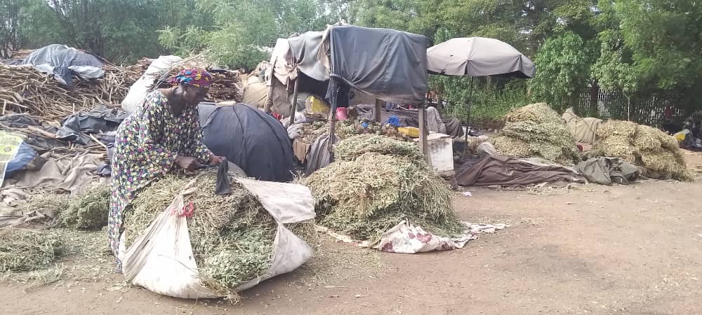 Tabaski et vente d’aliments pour le bétail Un métier temporaire pour certaines femmes
