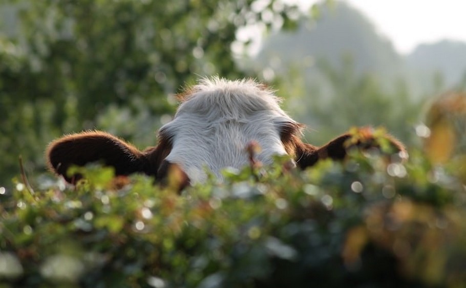 ALLEMAGNE : Des voleurs dérobent pour 30.000 euros de sperme de taureau