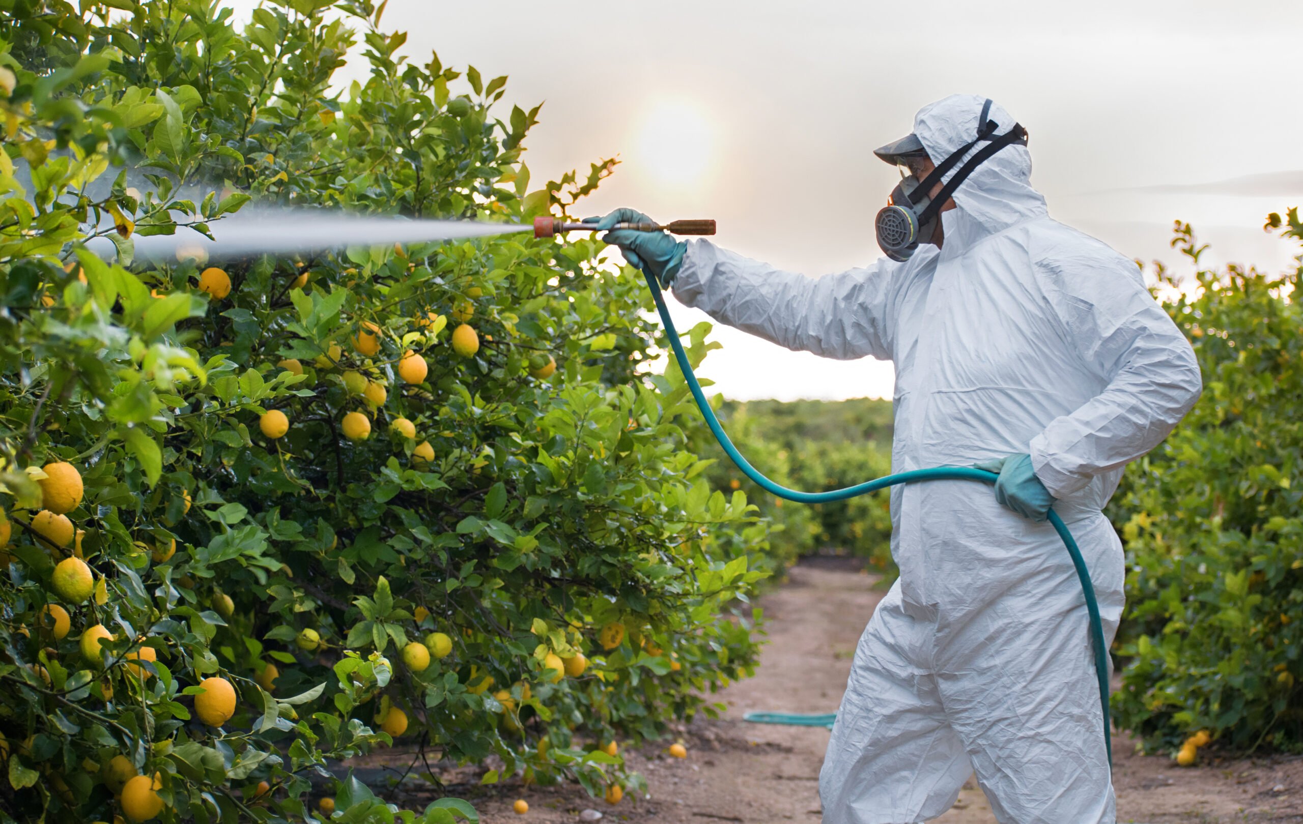 Pesticides : Les impacts négatifs sur notre santé…