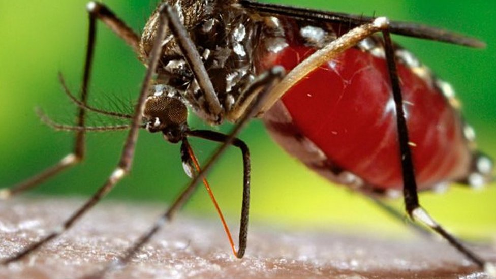 Face à la dengue au Mali : le gouvernement appelle à la vigilance