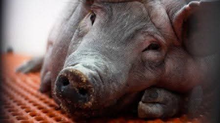Des têtes de porc découvertes devant plusieurs mosquées parisiennes
