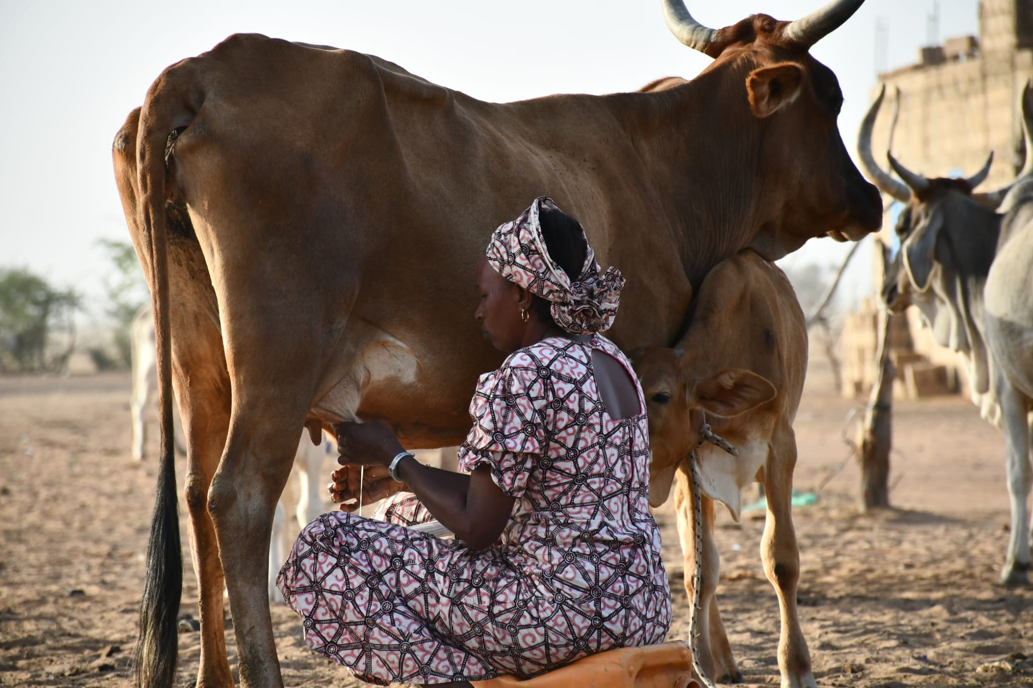 Investir dans les systèmes d’élevage pour assurer l’avenir du Sahel