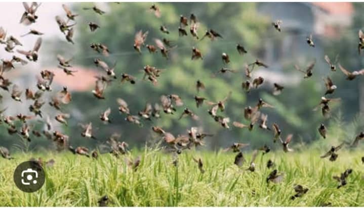 Région de Bandiagara : Les récoltes sous menaces des oiseaux granivores