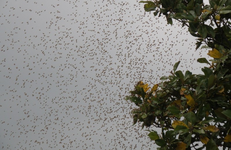 Crise du carburant à Bamako : les clients d&rsquo;une station service dispersés par des abeilles