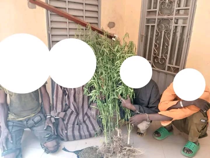 Bougouni : un réseau de culture de cannabis démantelé