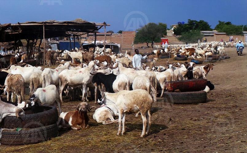 Elevage : Le Mali se dote d’un dispositif national pour protéger les bétails