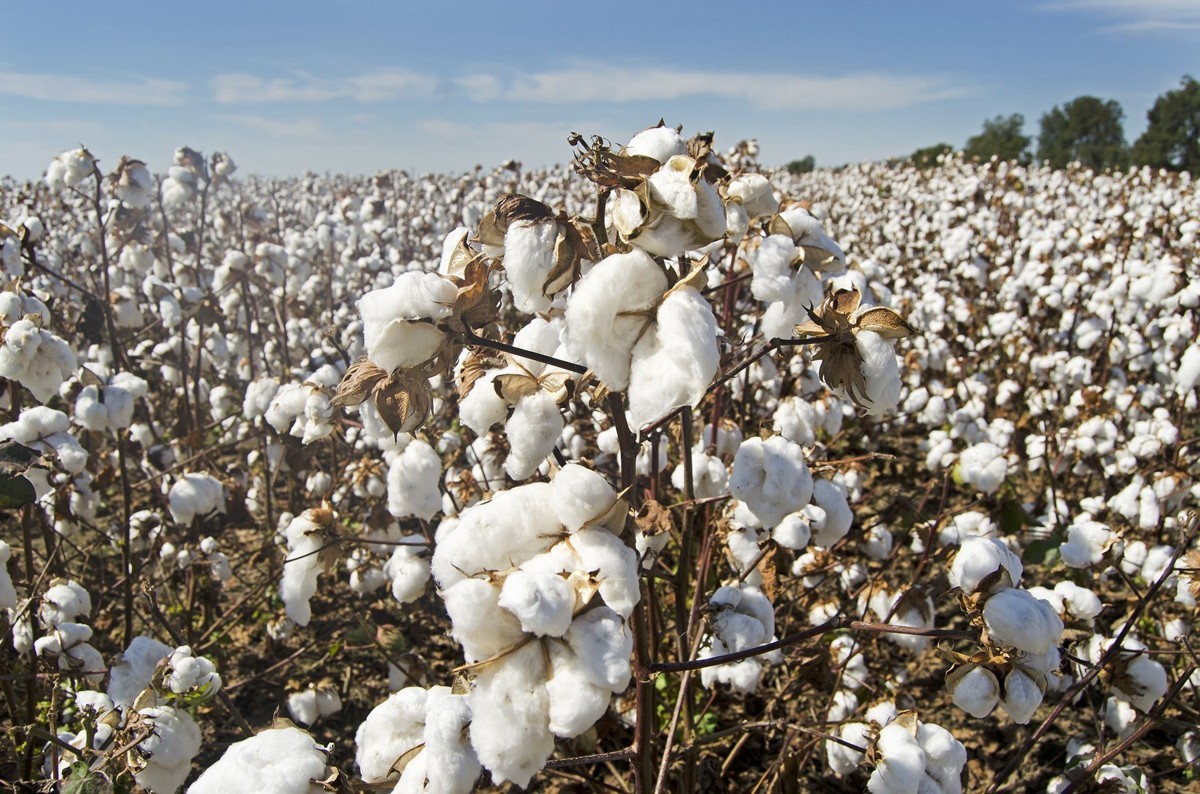 Mali : après une production de 433 700 tonnes de coton, le prix du kilo du coton graine maintenu à 300 F CFA