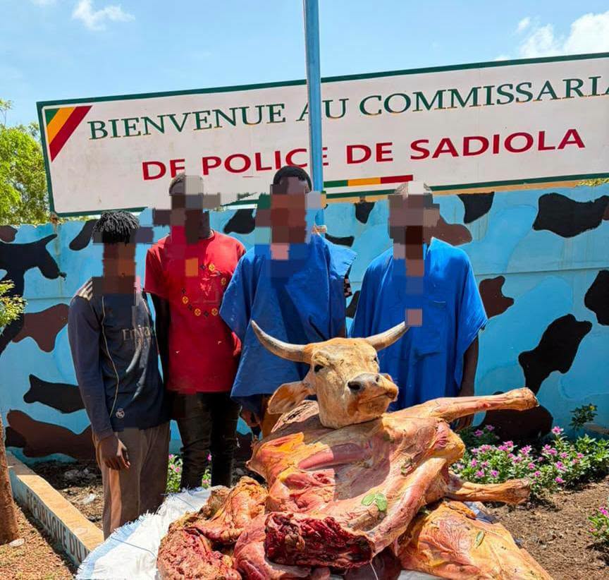Sadiola : La police démantèle un réseau de voleurs de bétail à Nianicoto