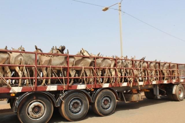 MALI-CÔTE D&rsquo;IVOIRE-GHANA : LA ROUTE SECRÈTE DU TRAFIC D’ÂNES DÉMANTELÉE À KORHOGO
