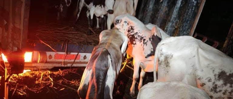 KÉNIÉBA : LA DGCC INTERCEPTE PLUSIEURS CAMIONS DE BÉTAIL DESTINÉS À L’EXPORTATION CLANDESTINE