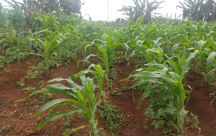 Mali: Pluie et production agricole