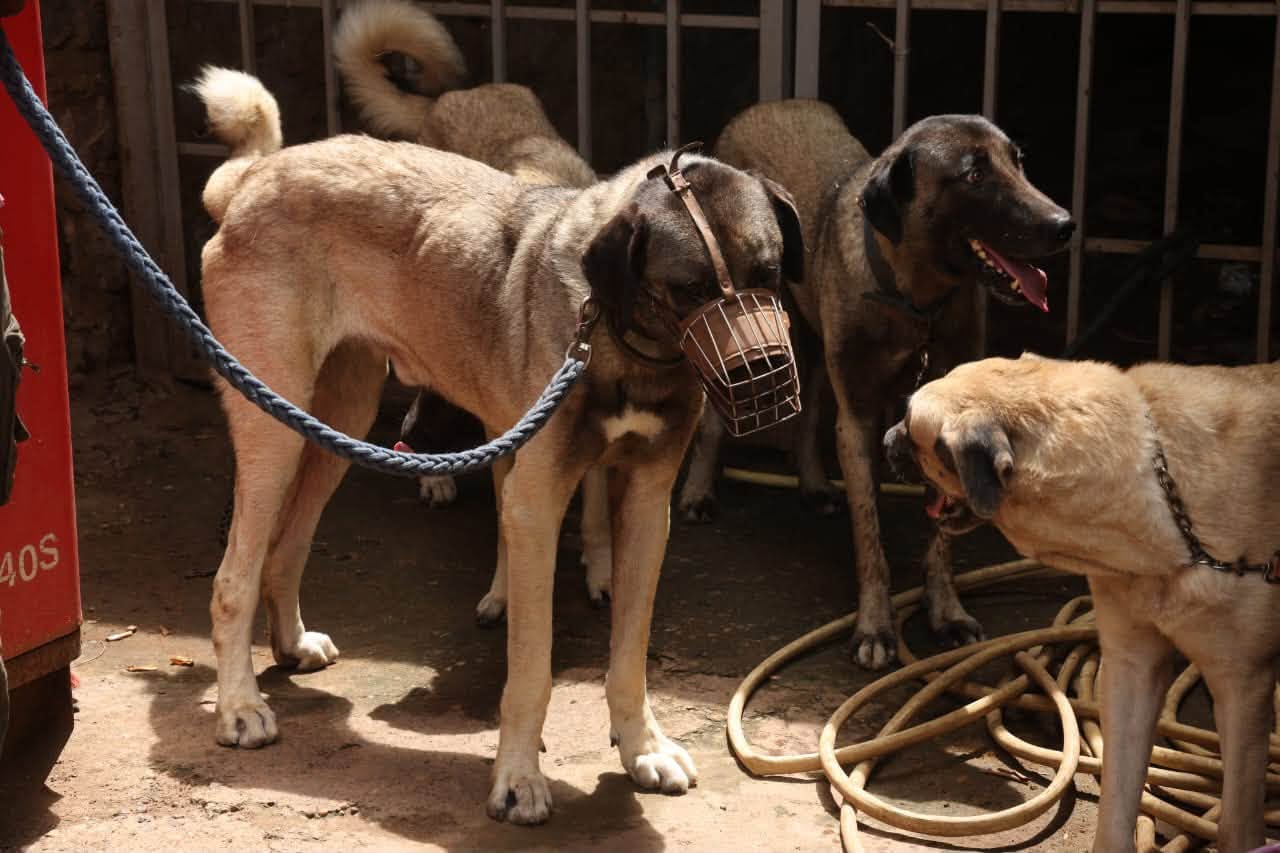 Lutte contre la rage au Mali : Alerte sanitaire avec 23 cas recensés du 1er janvier 2026 à ce jour 