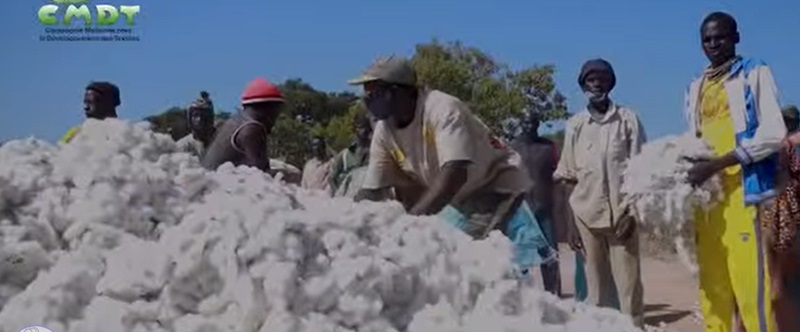 Journée mondiale du coton : la CMDT rend hommage aux cotonculteurs maliens